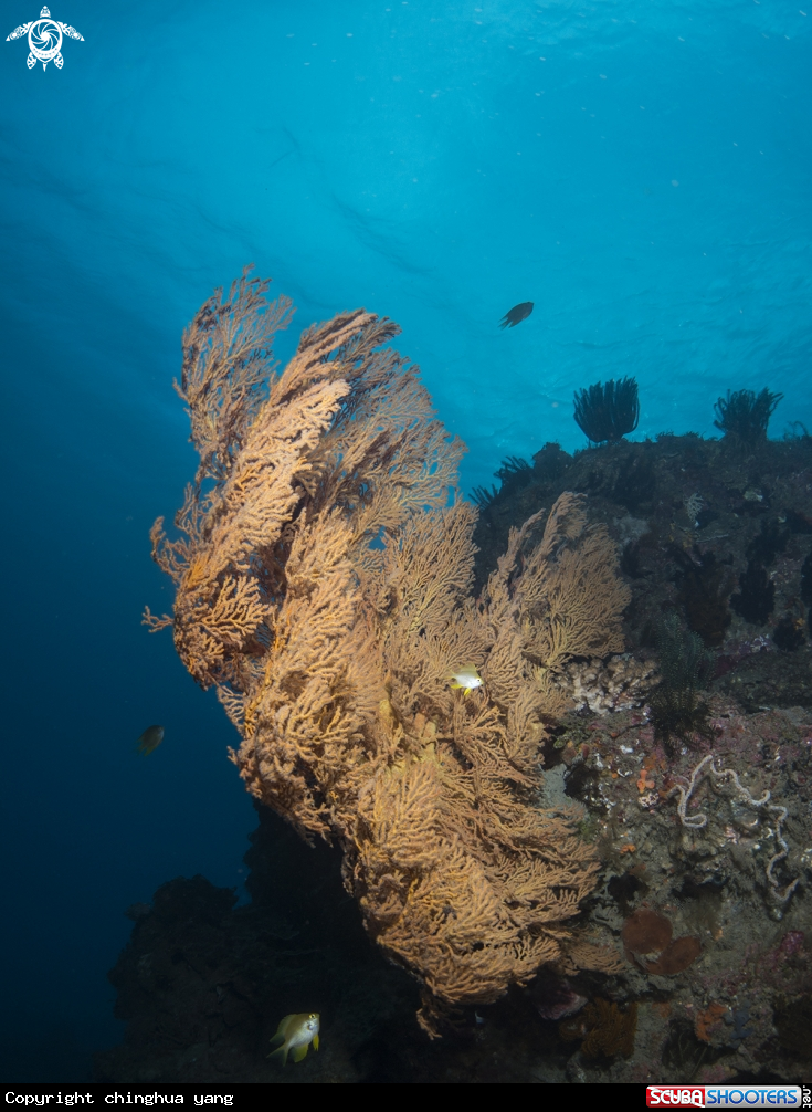 A sea fan