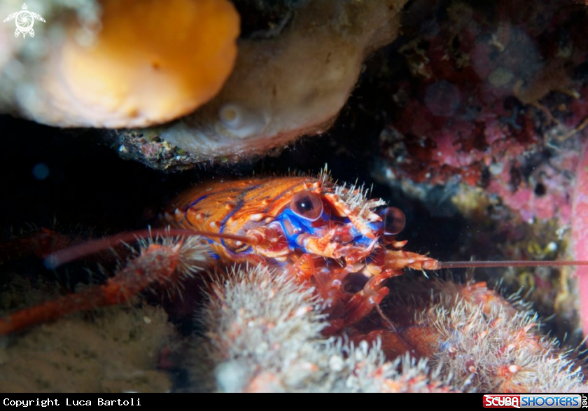 A underwater creature