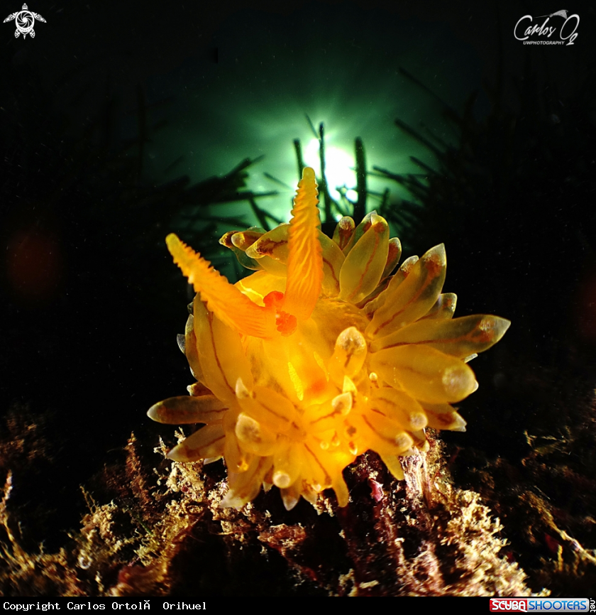 A Nudibranch