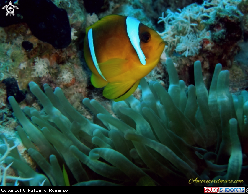 A Pesce pagliaccio