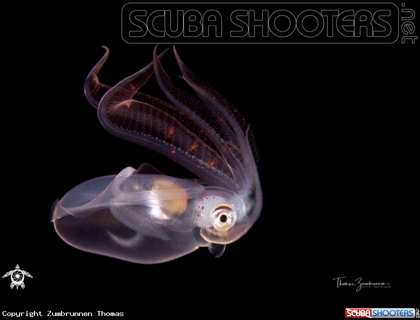 A Diamond Squid 