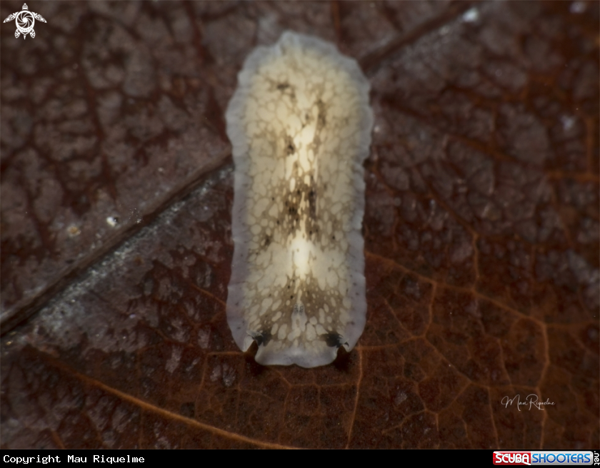 A Sharp Eye Flatworm
