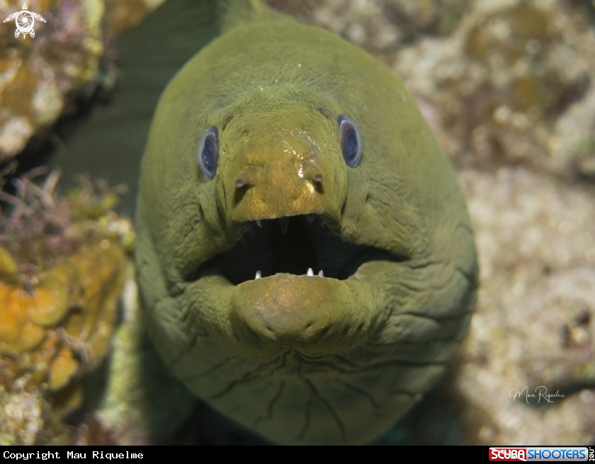 A Green Moray
