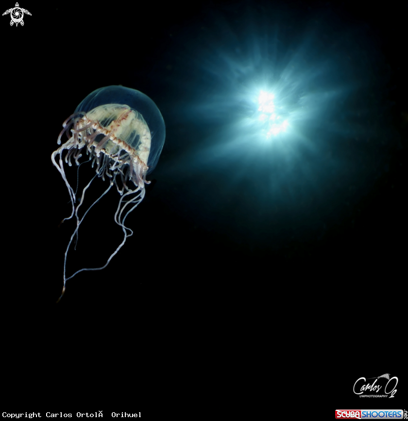 A olindias phosphorica