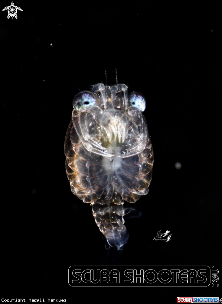 A Crab Megalopa 