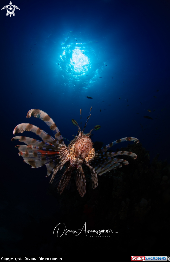 A Alhasie Reef
