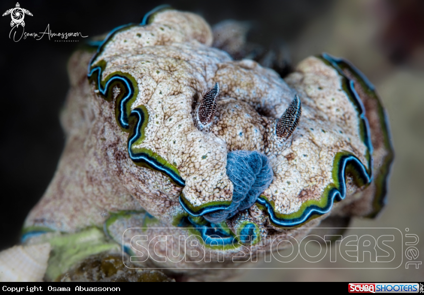 A Nudibranch
