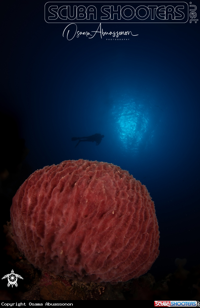 A Soft Red Coral