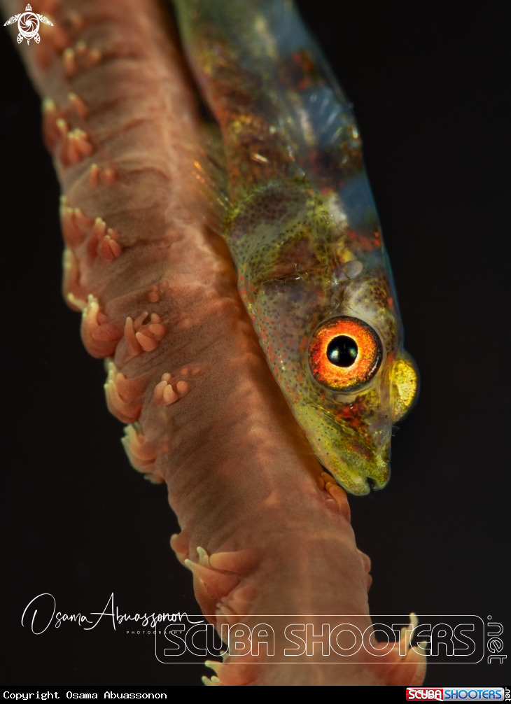 A Goby