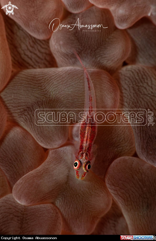 A Goby