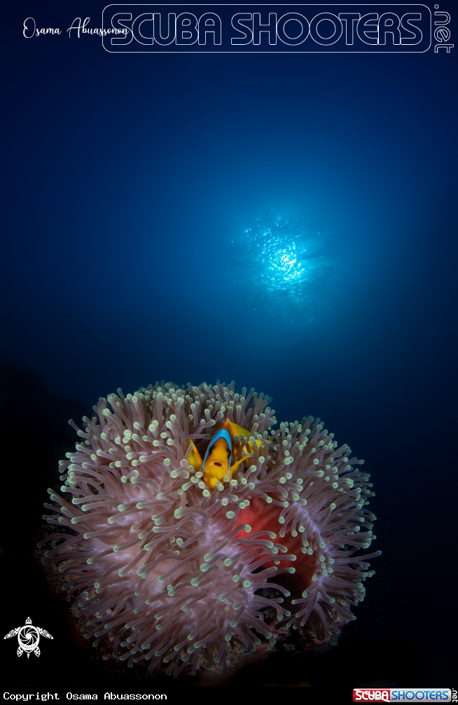 A Nemo 