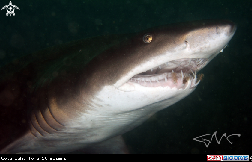 A Grey Nurse Shark