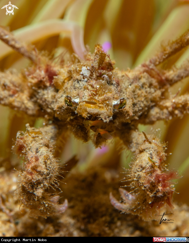 A Spider Crab