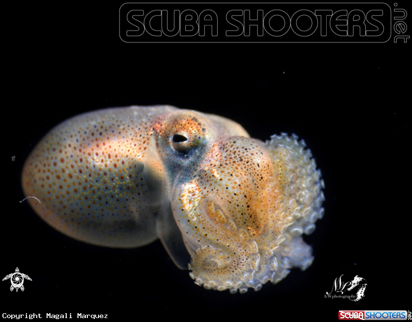A Juvenile octopus 