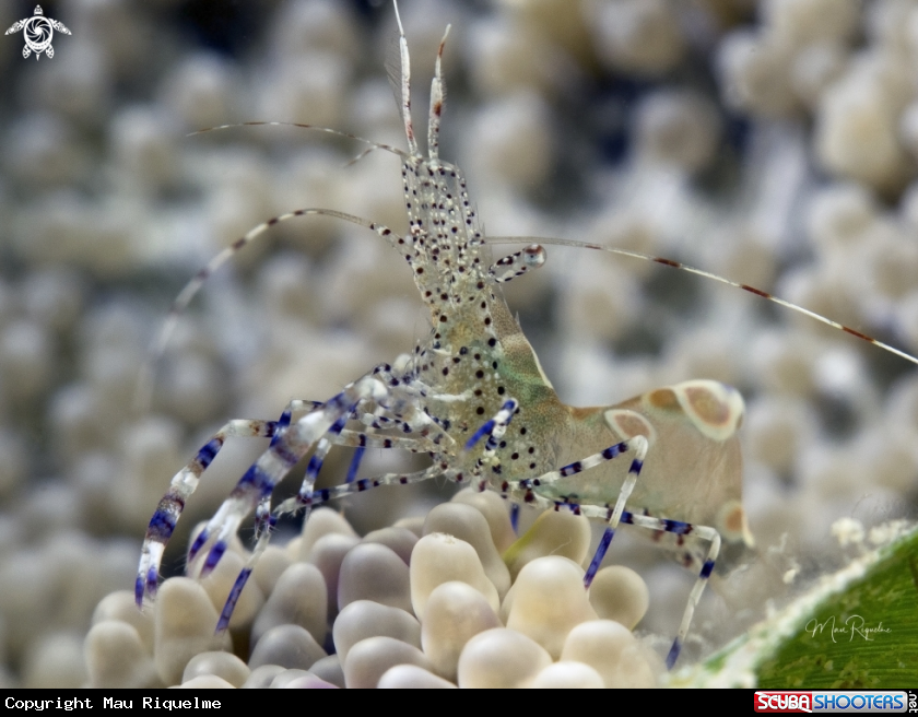 A Spotted Cleaner Shrimp