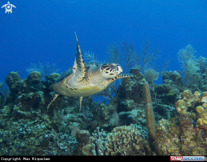 A Hawksbill Turtle