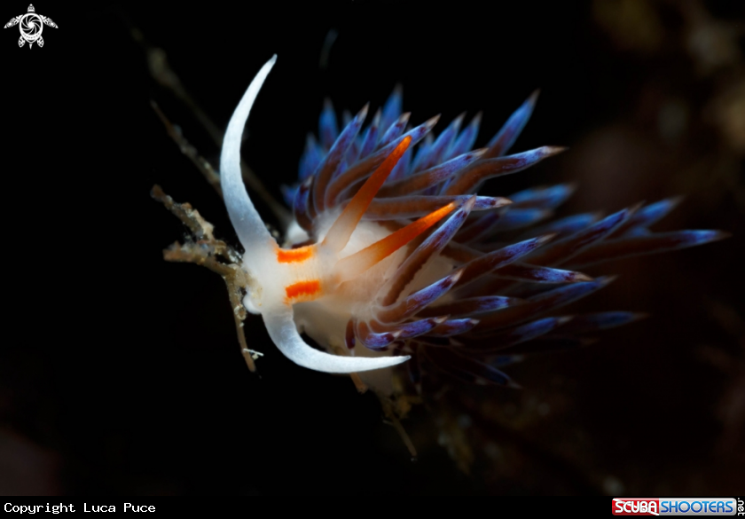 A Cratena peregrina