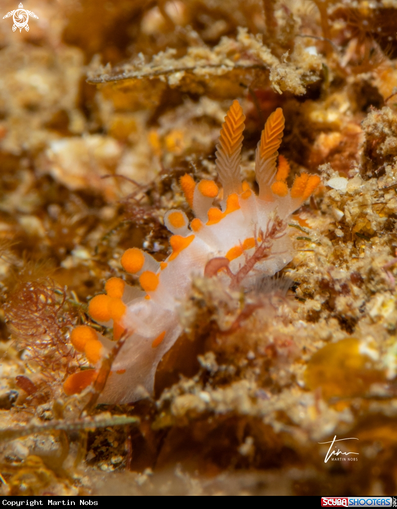 A Limacia inesae