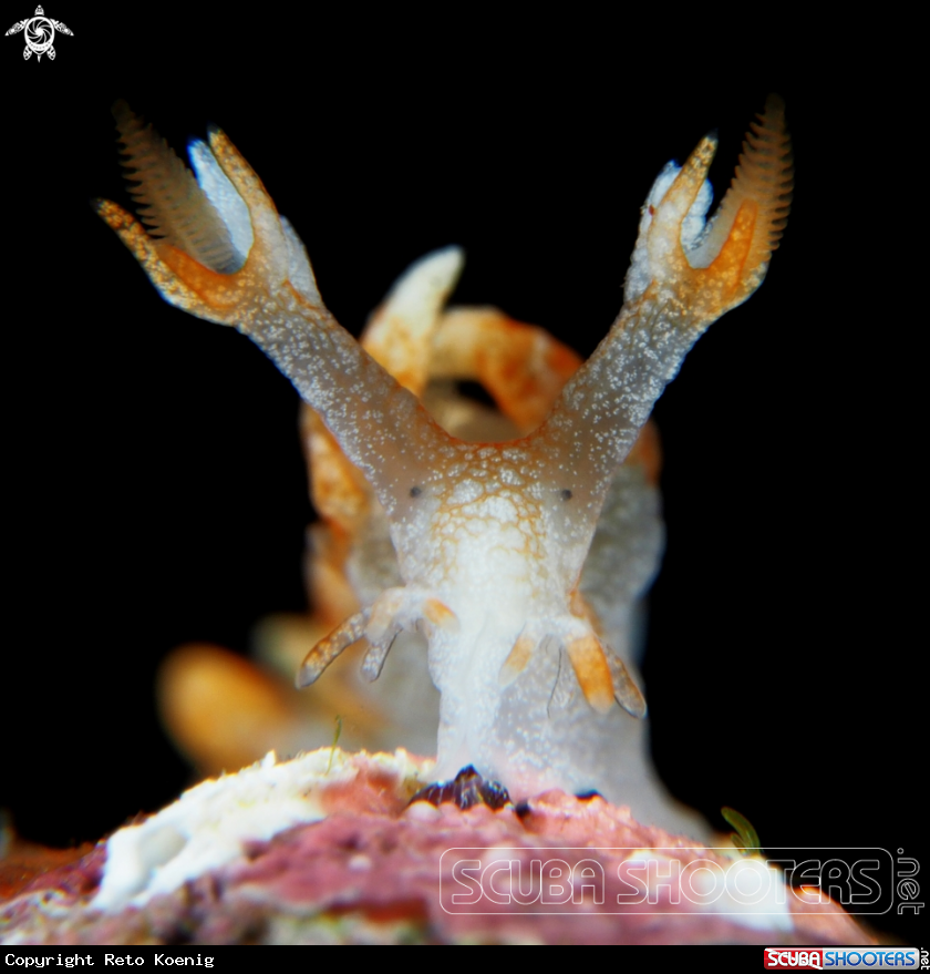 A Bornella sp.