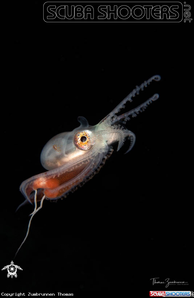 A Blanket Octopus 