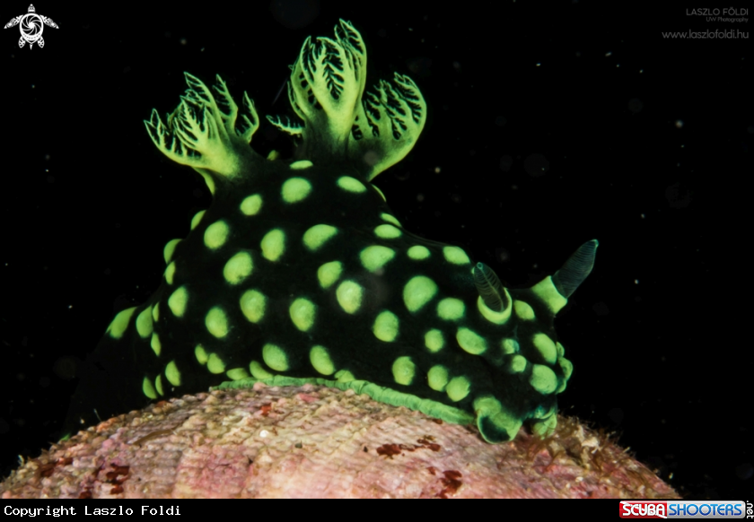 A Nembrotha cristata