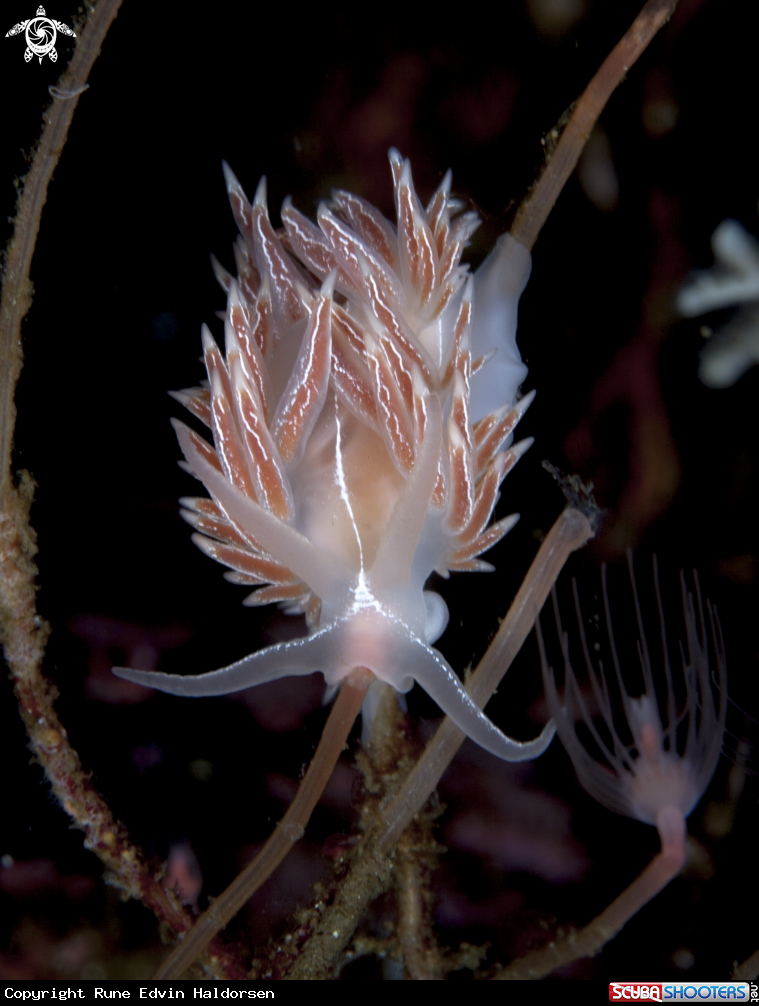A Fjordia lineata 