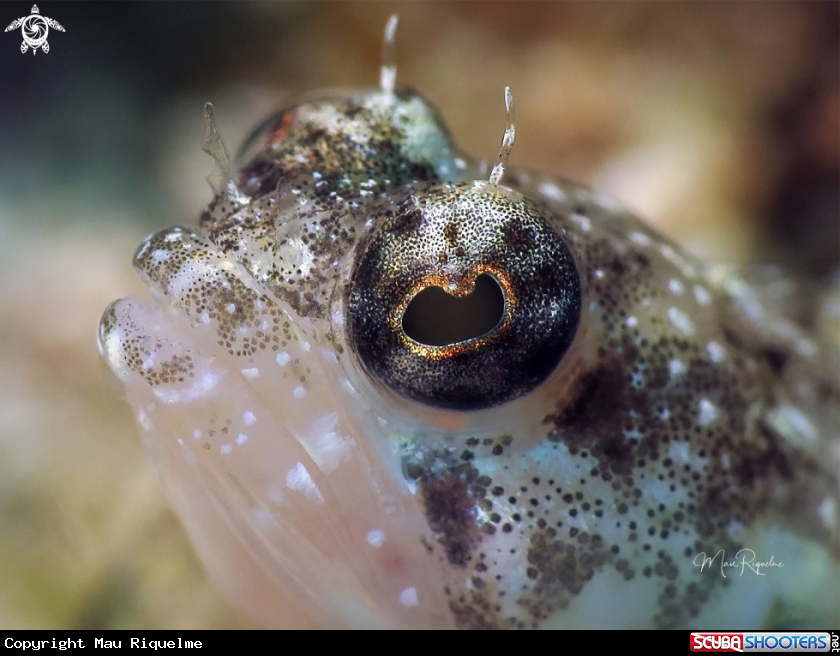 A Sailfin Blenny