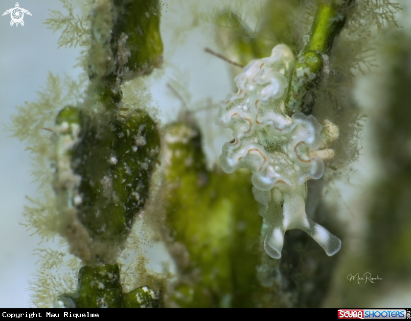 A Lettuce Sea Slug