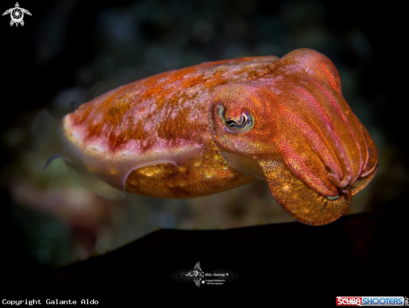 A Cuttlefish