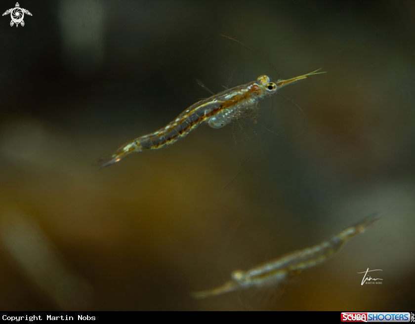 A Floating shrimp