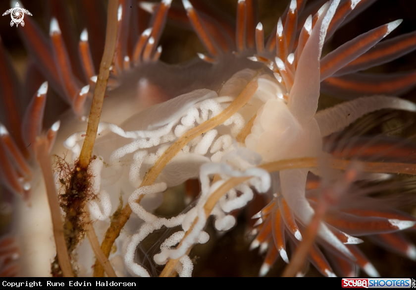 A Fjordia lineata