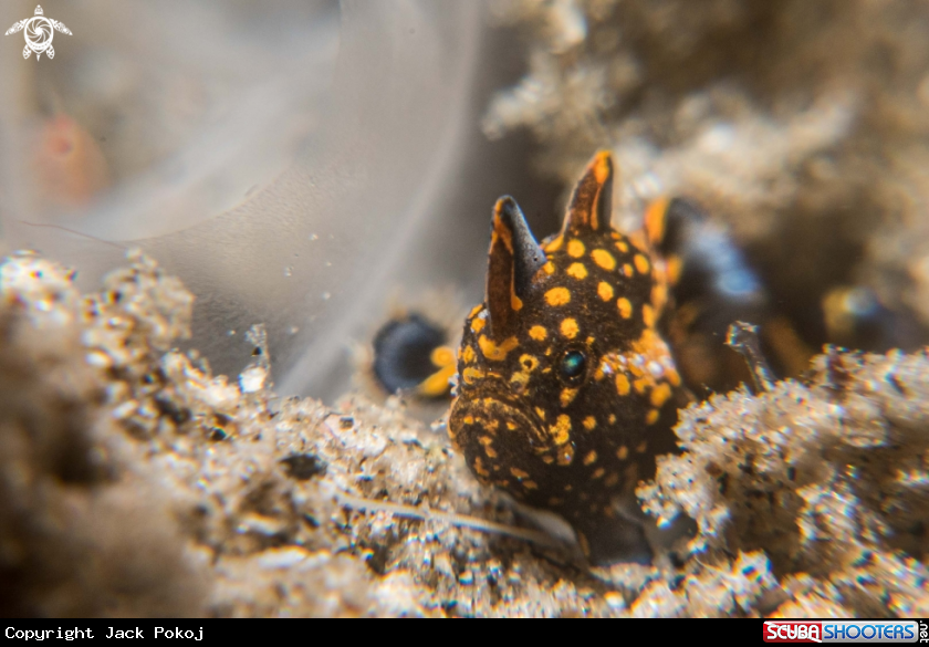 A Warty frogfish