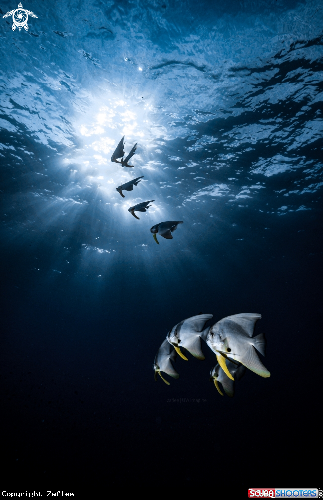 A Batfish