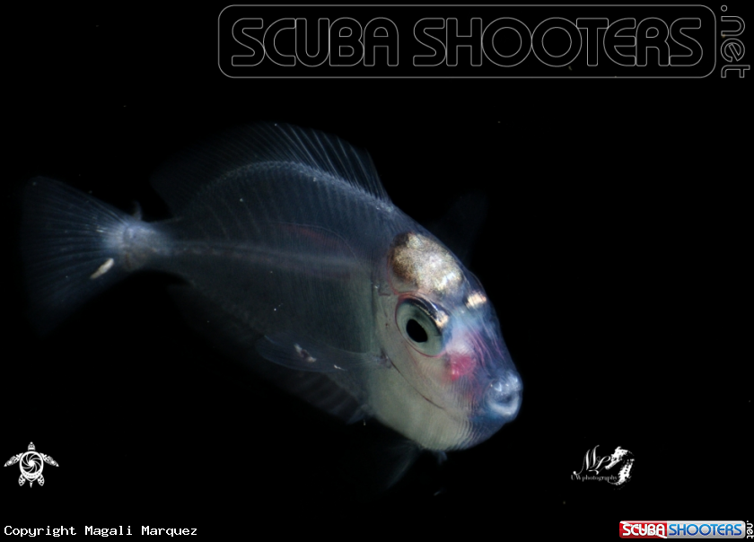A Larval fish