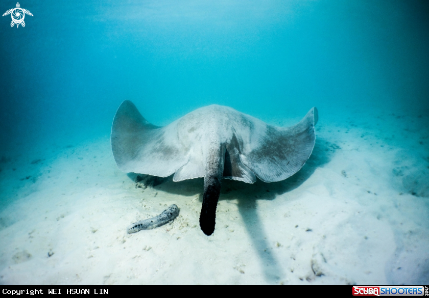 A Pink whipray