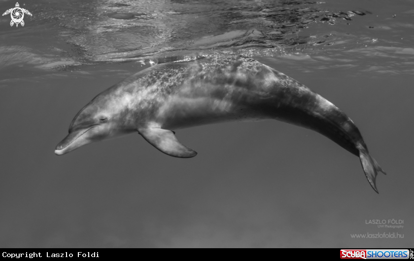 A Dolphin