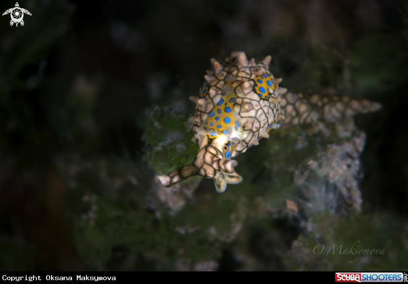 A Sea Slug  Oxynoe kylei