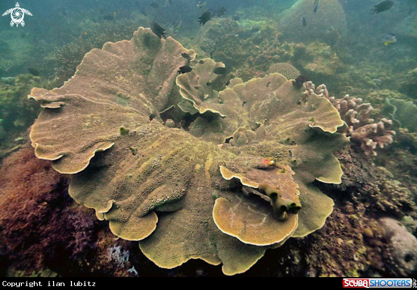 A stony coral