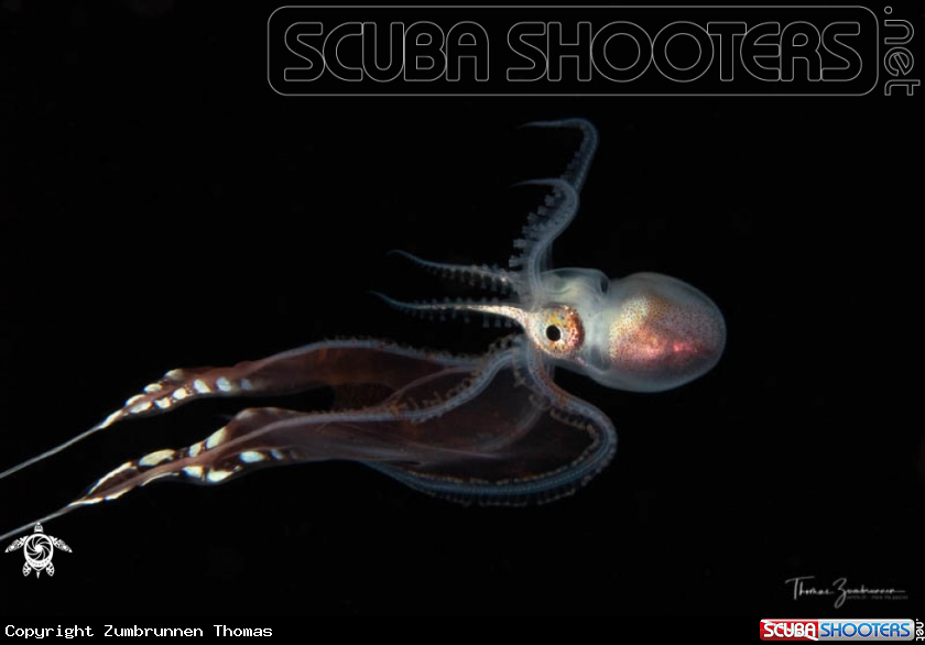 A Blanket Octopus 
