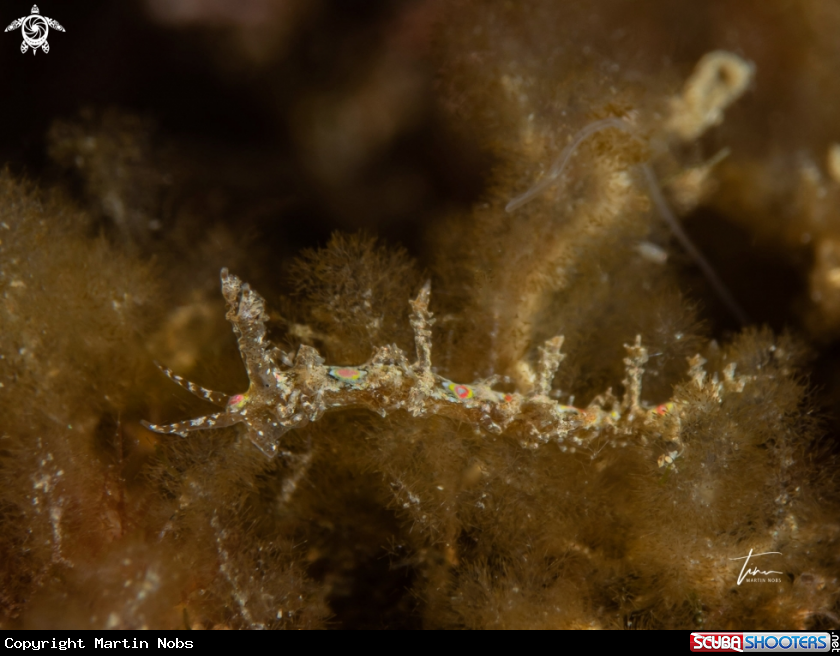 A Limenandra nodosa