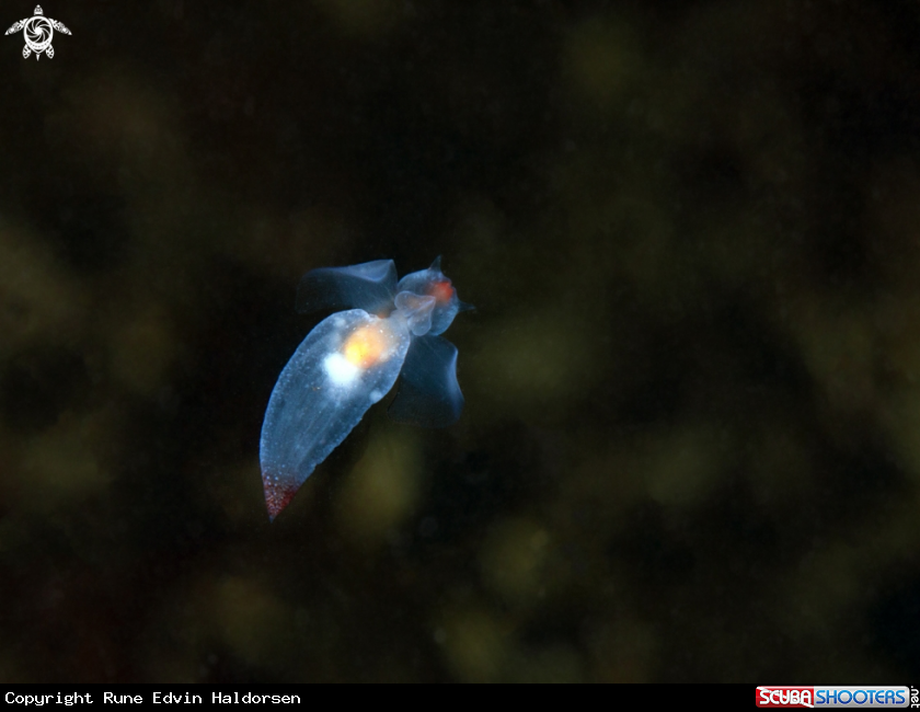 A Sea angel