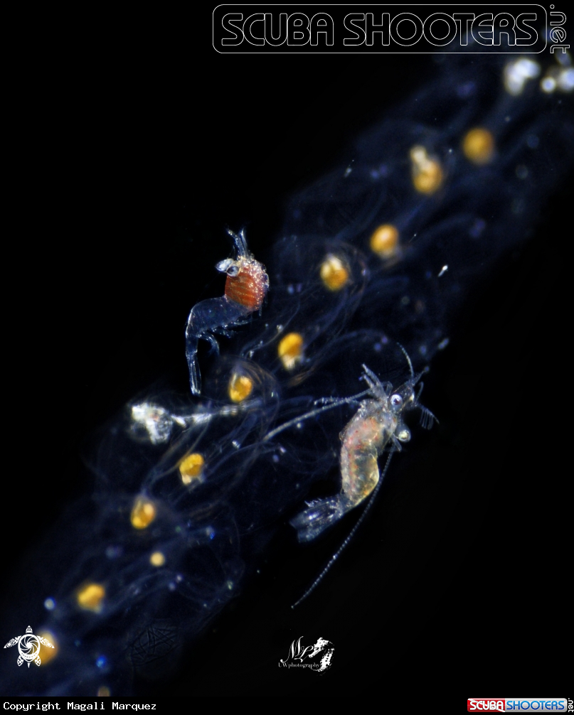 A Salp with two Shrimps
