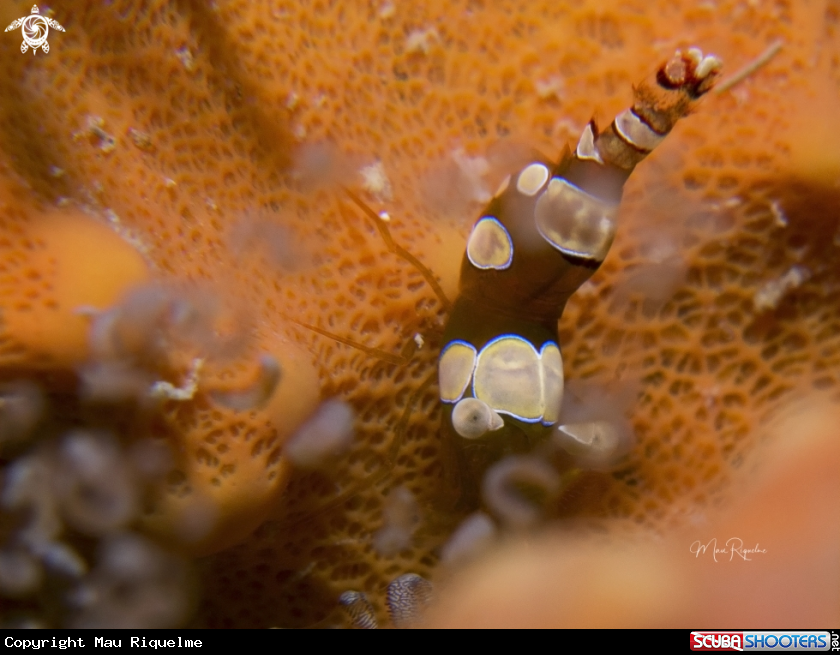 A Squat Anemone Shrimp