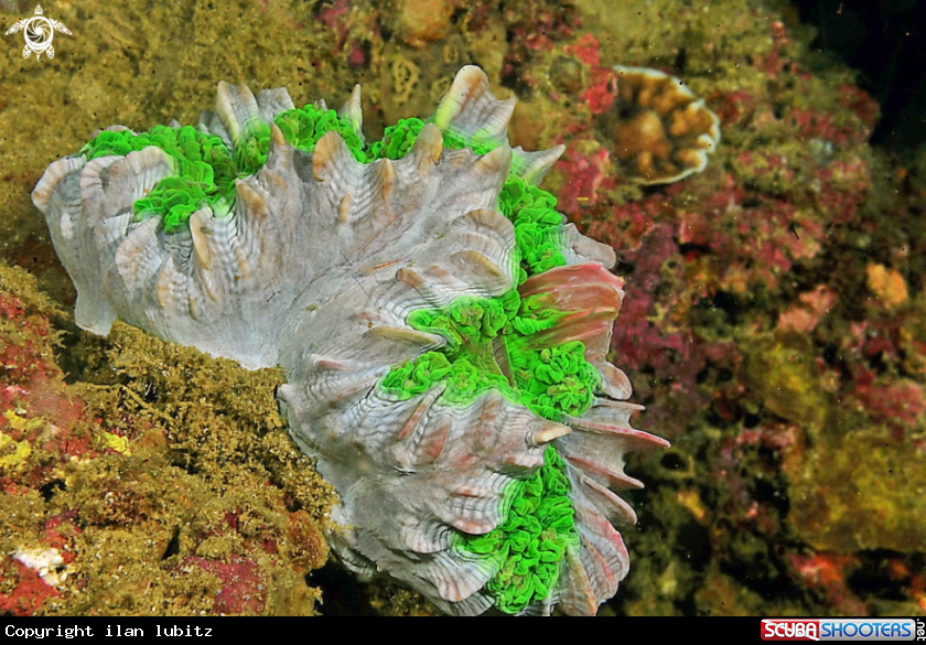 A stony coral