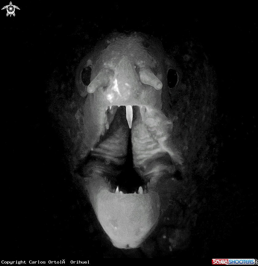 A Moray eel