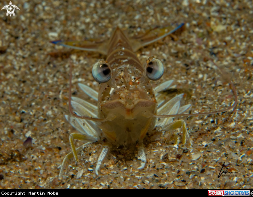 A Caramote Prawn