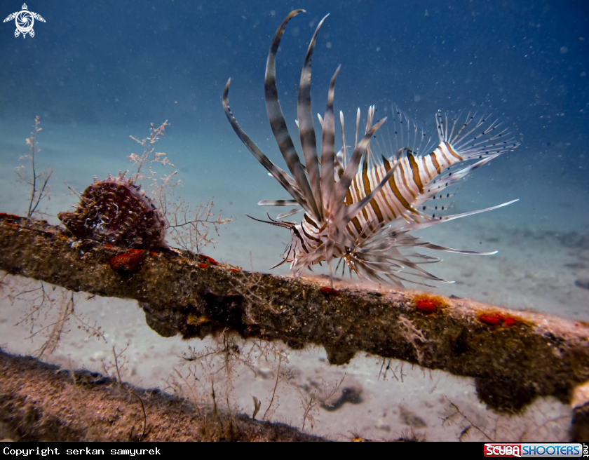 A lion fish