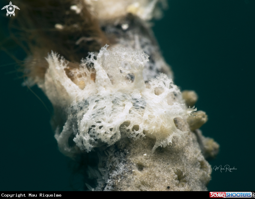 A Tufted Nudibranch