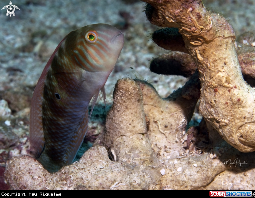 A Green Razorfish