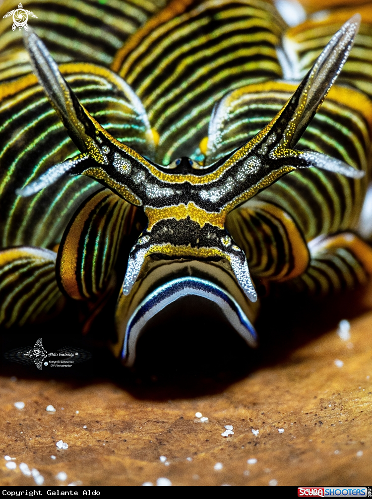 A  Tiger Butterfly Sea Slug 